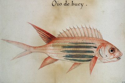 Squirrel Fish or Soldier Fish by John White
